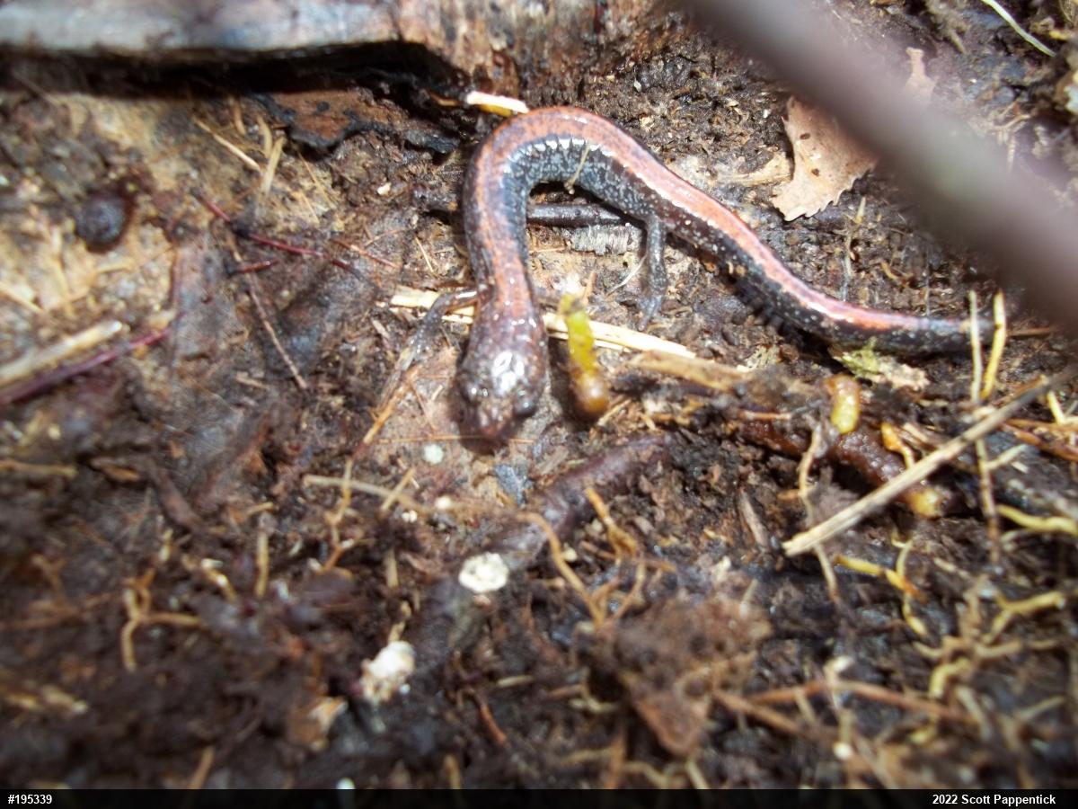 Eastern Red-backed  Salamander
