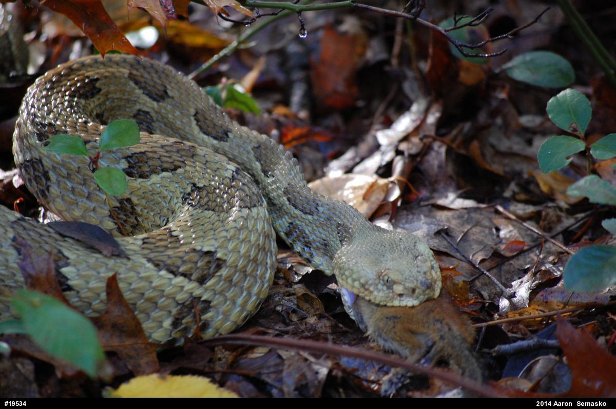 Timber Rattlesnake