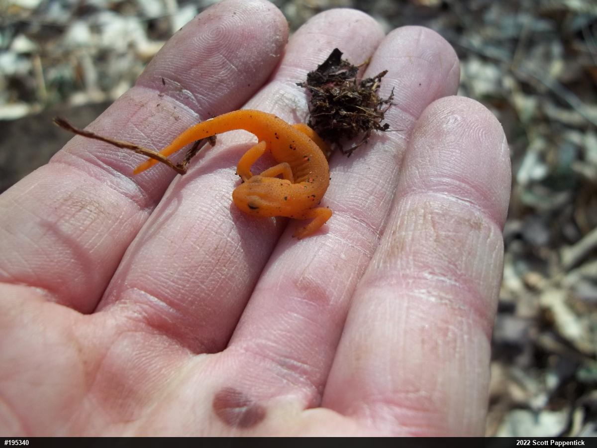 Red-spotted Newt