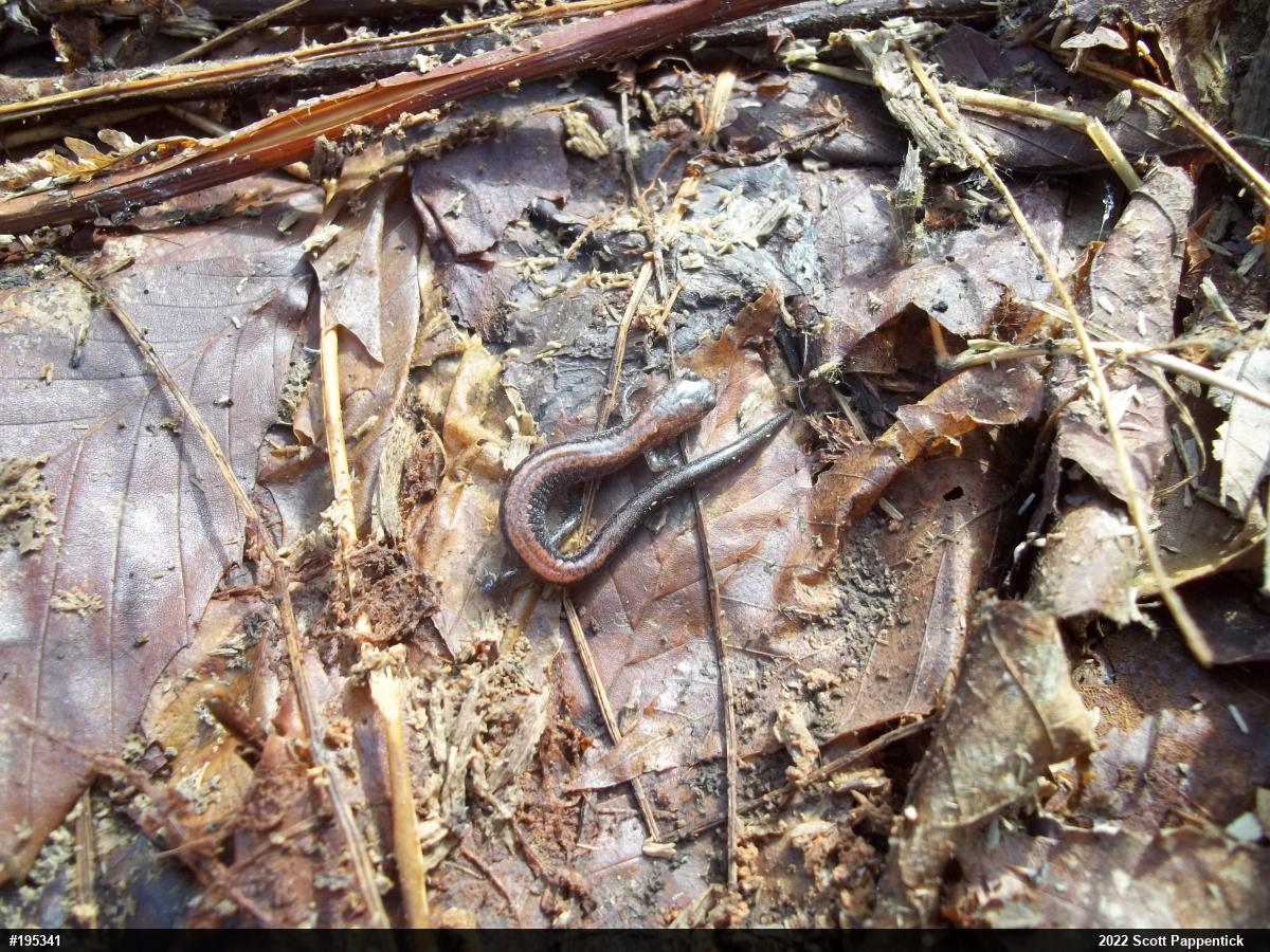 Eastern Red-backed  Salamander