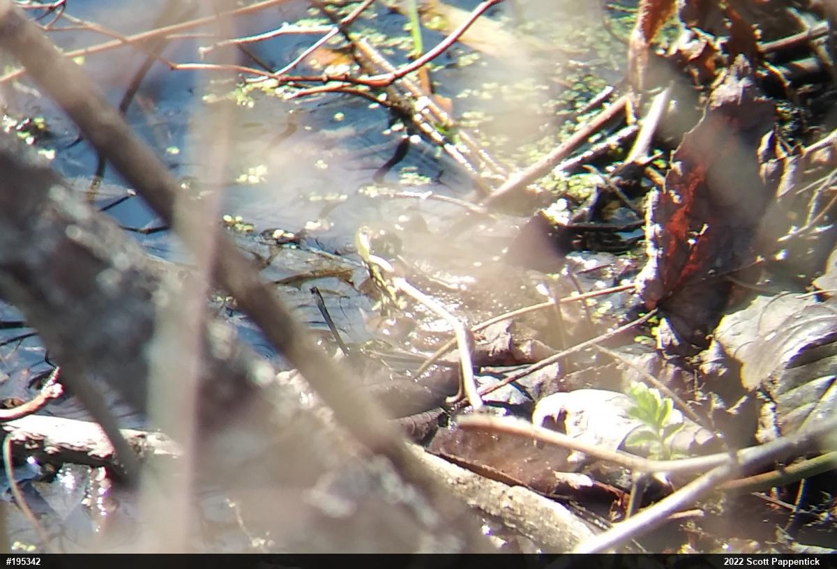Green Frog