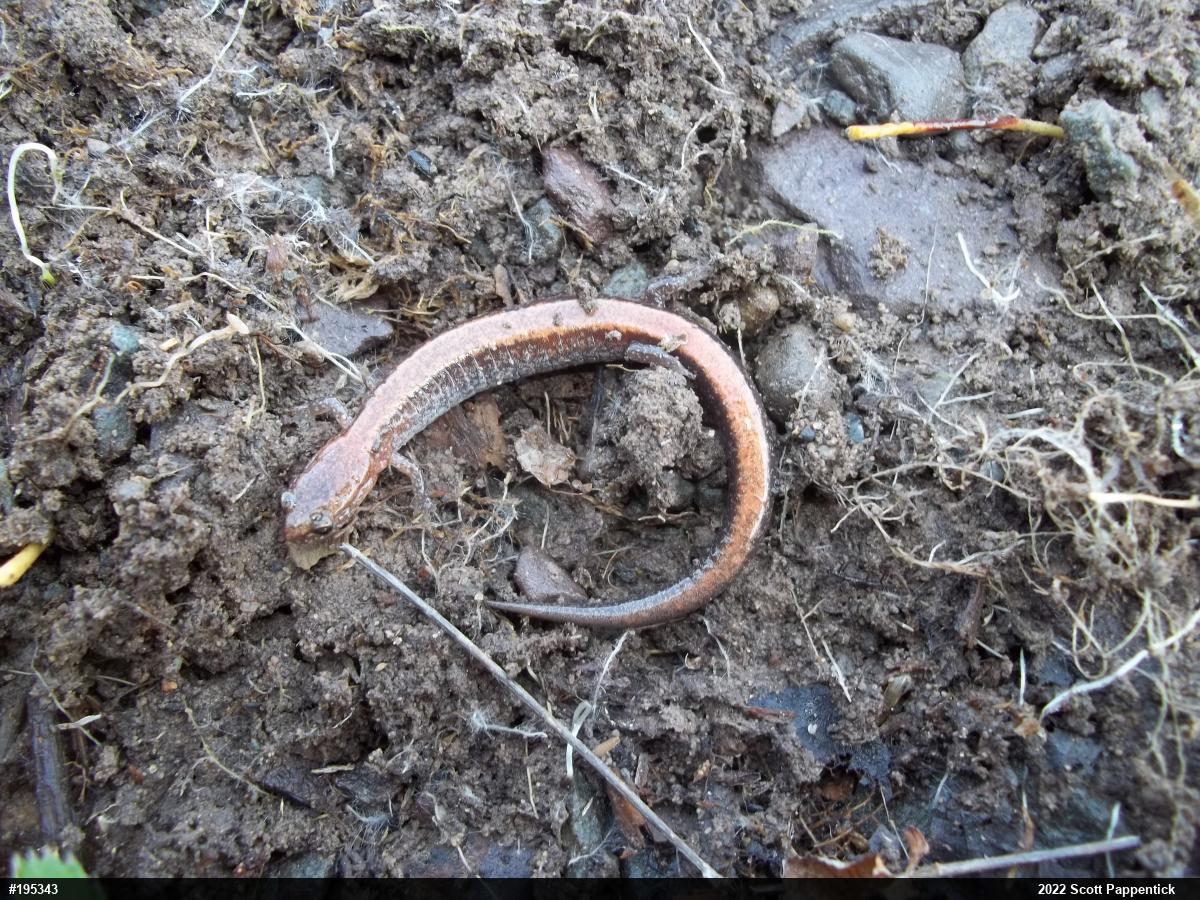 Eastern Red-backed  Salamander