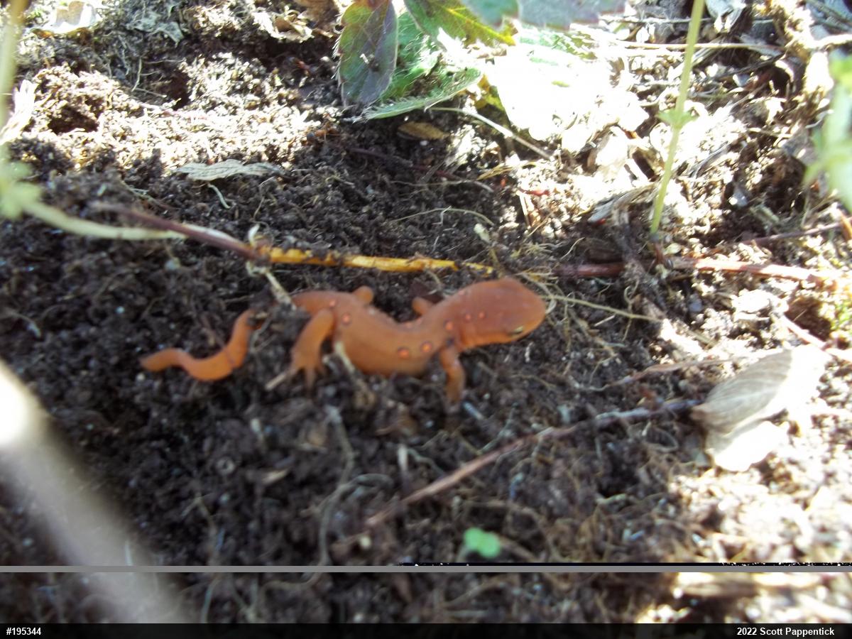 Red-spotted Newt