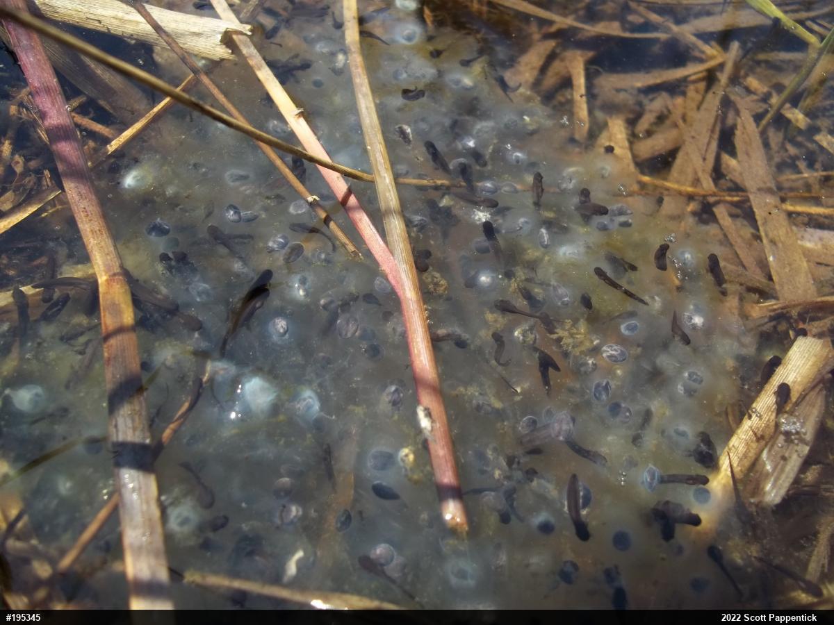 Wood Frog