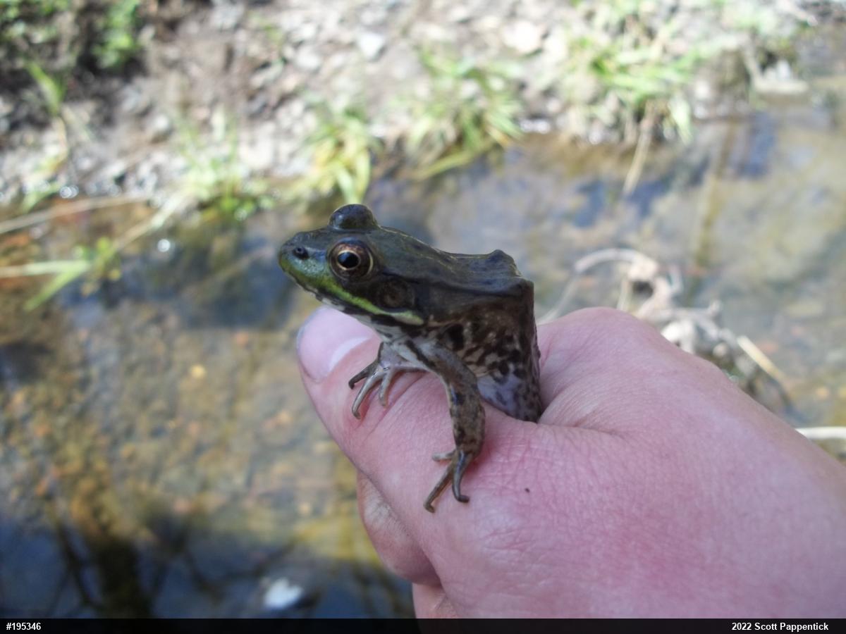 Green Frog