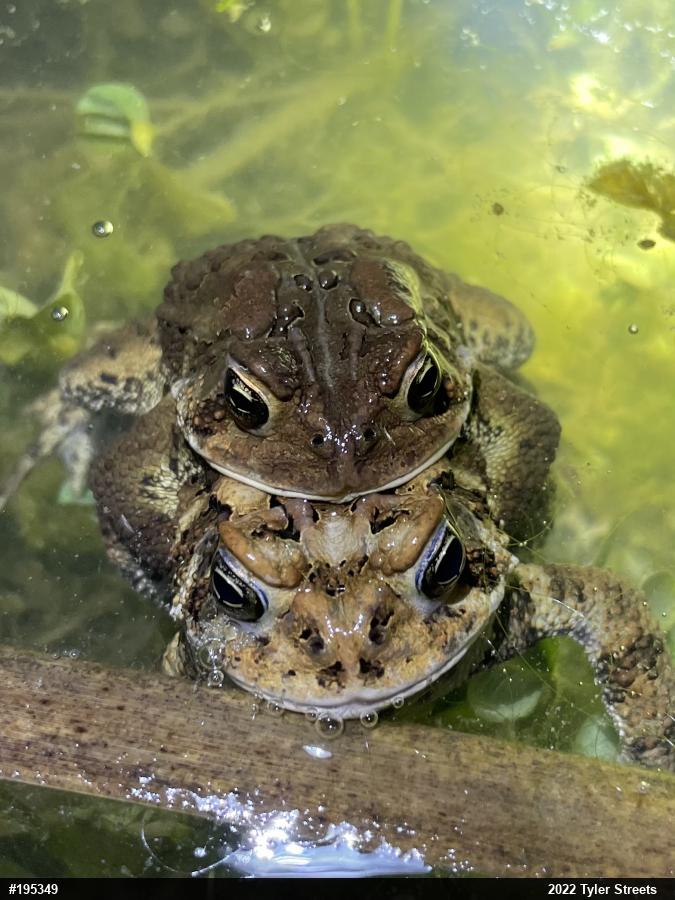Eastern American Toad
