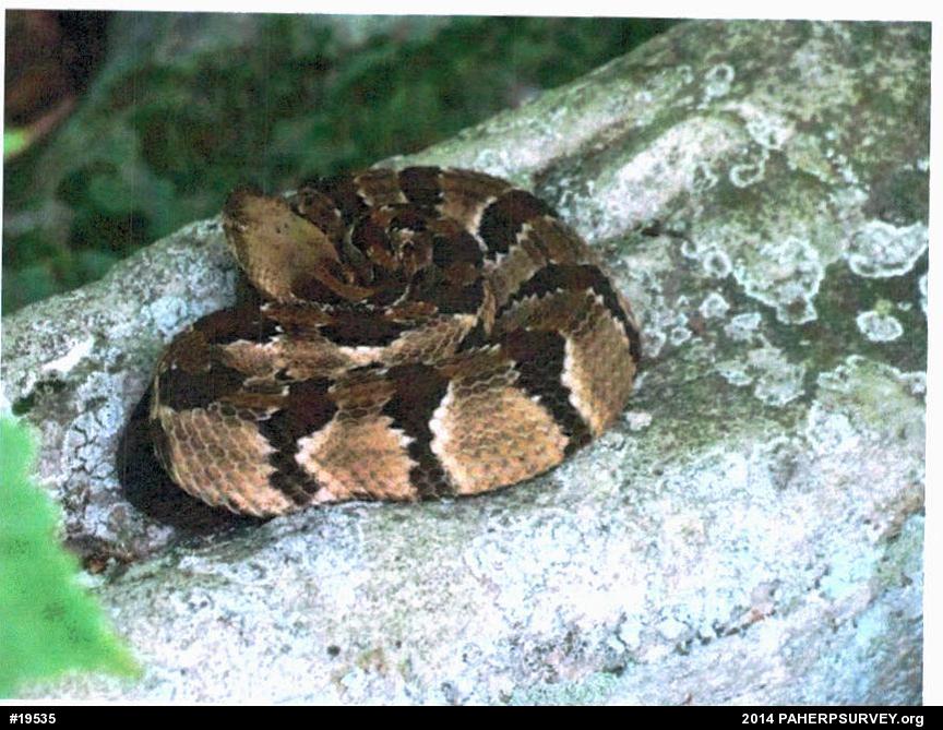 Timber Rattlesnake