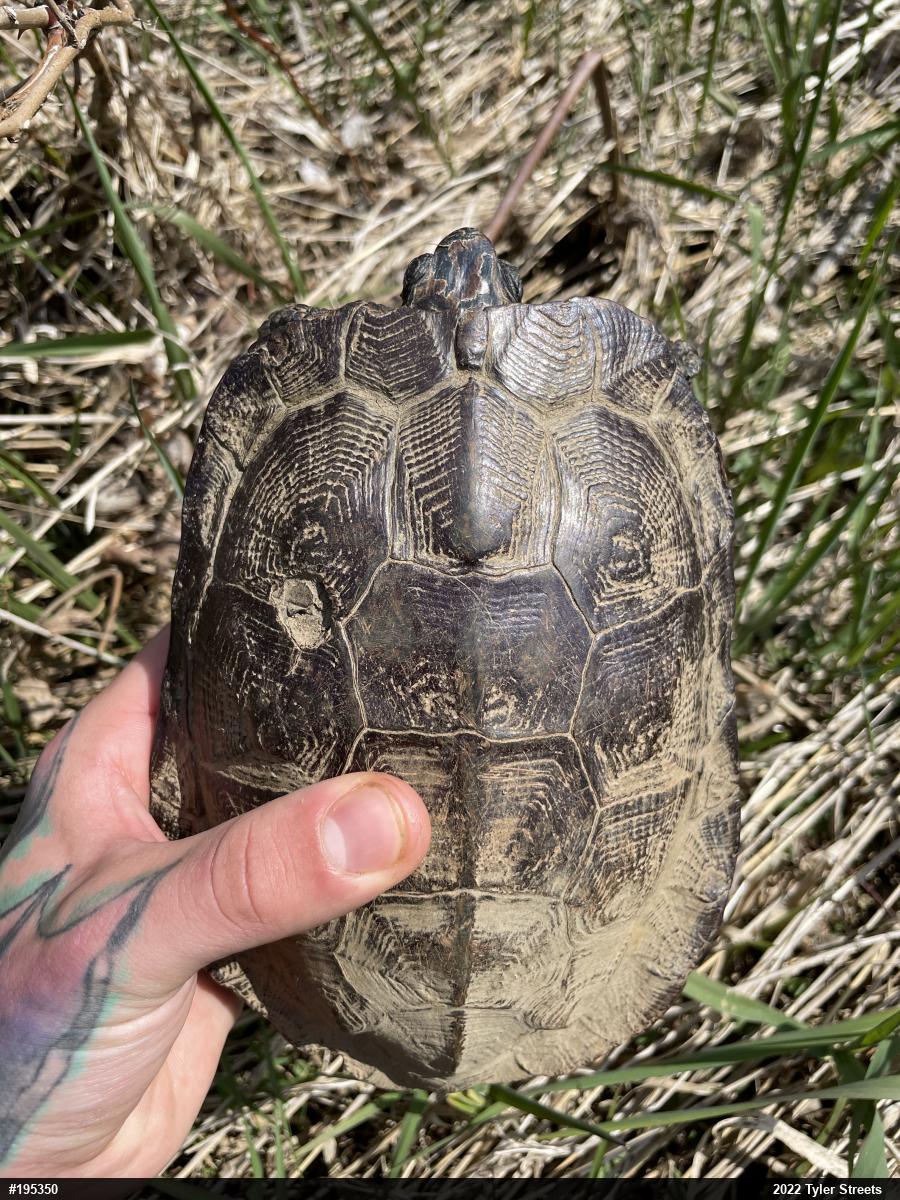 Wood Turtle