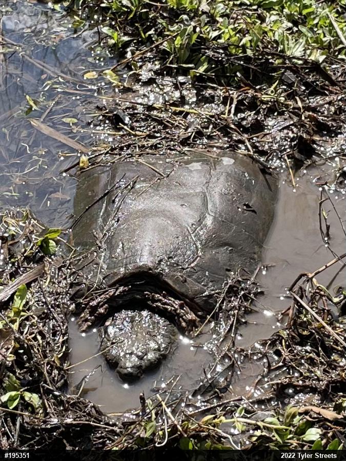 Snapping Turtle