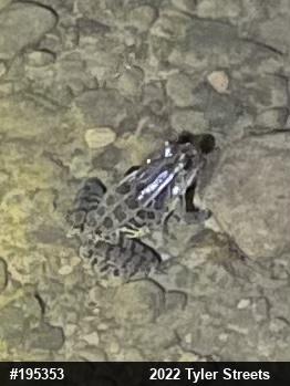 Pickerel Frog