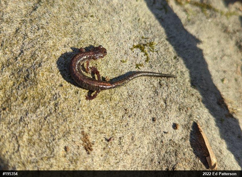 Eastern Red-backed  Salamander