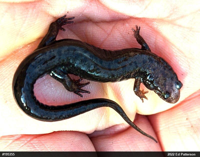 Allegheny Mountain Dusky Salamander