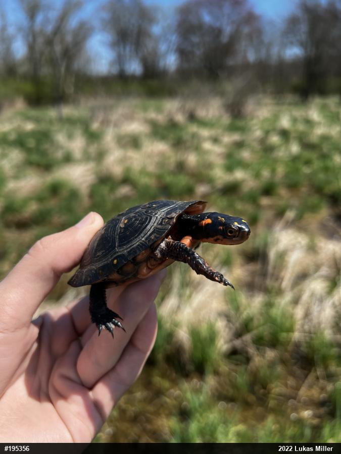 Spotted Turtle