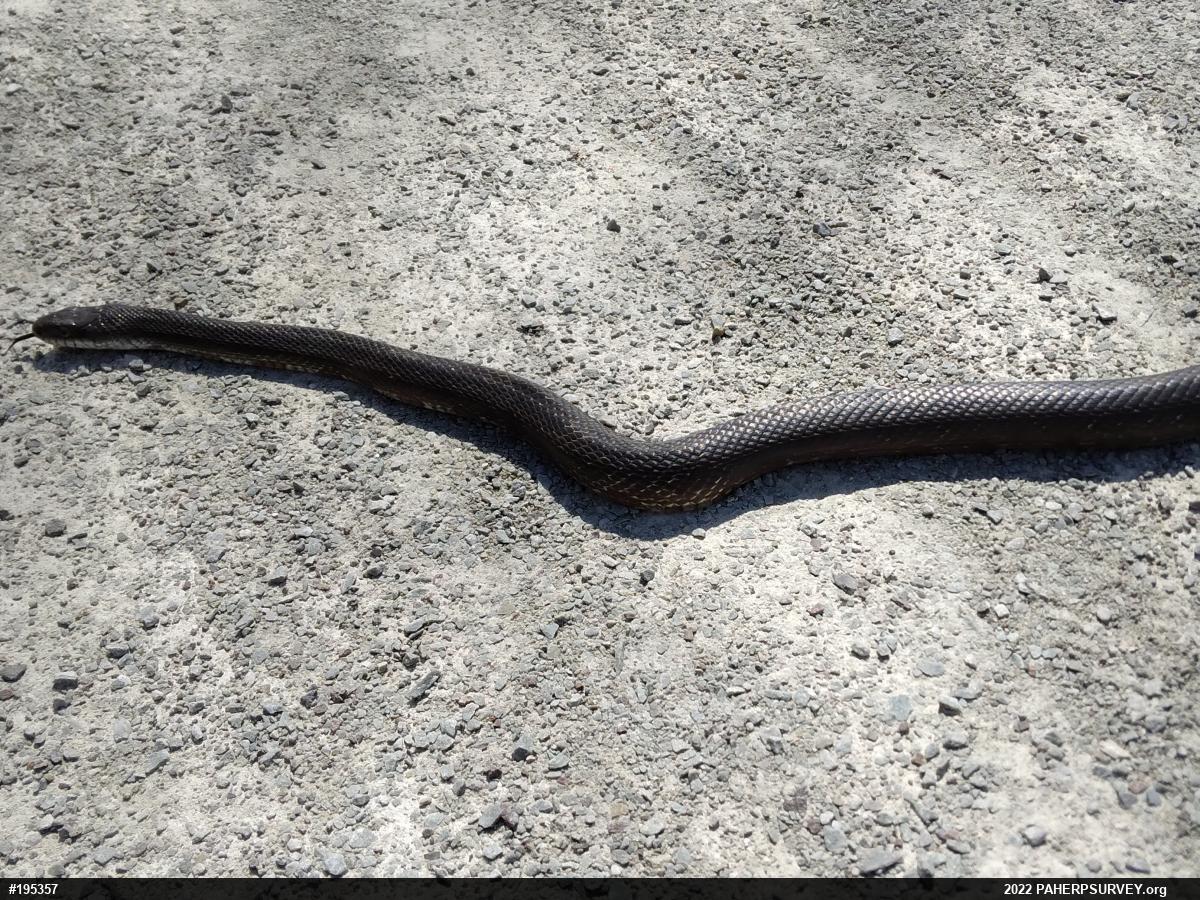 Eastern Ratsnake