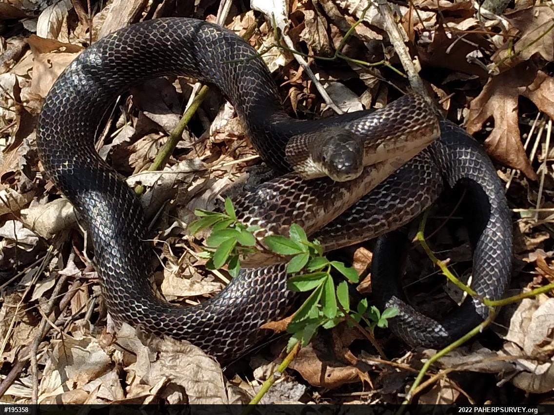 Eastern Ratsnake