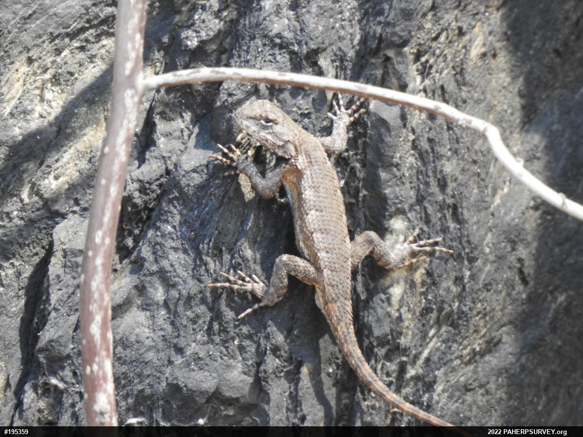 Eastern Fence Lizard