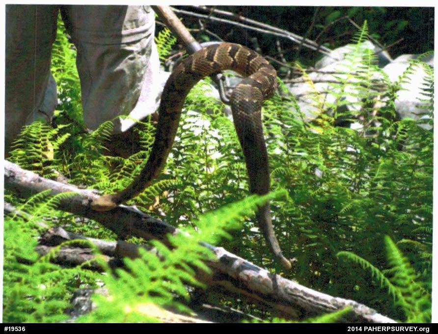 Timber Rattlesnake
