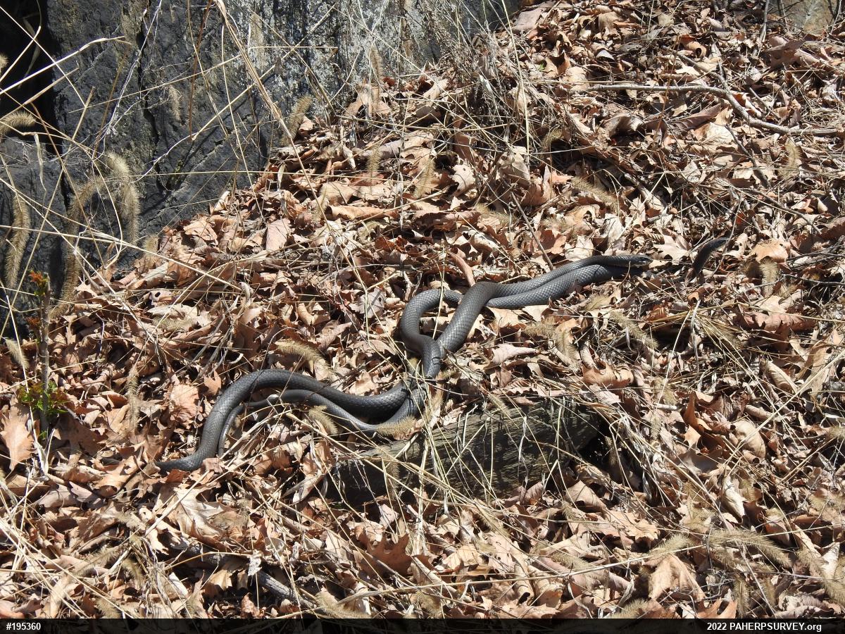 Northern Black Racer