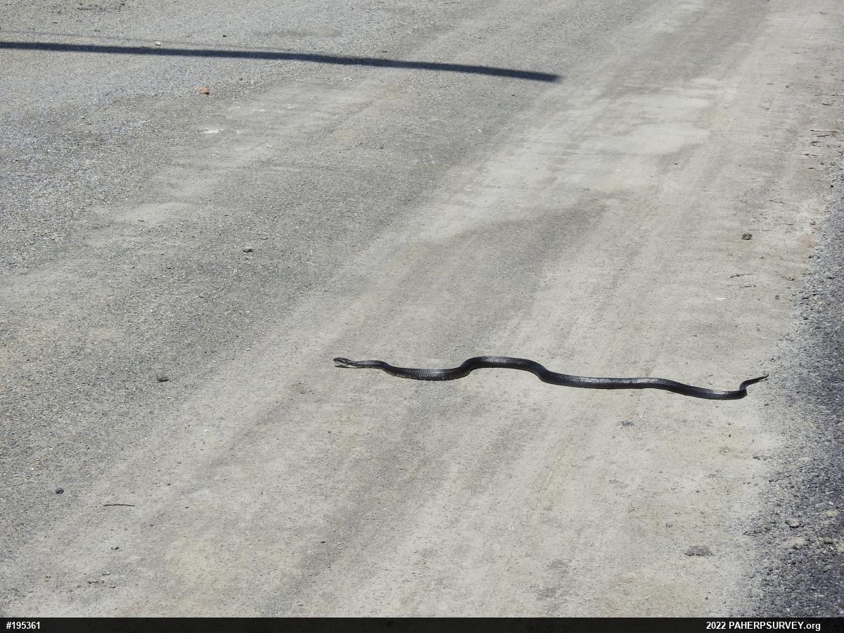 Eastern Ratsnake
