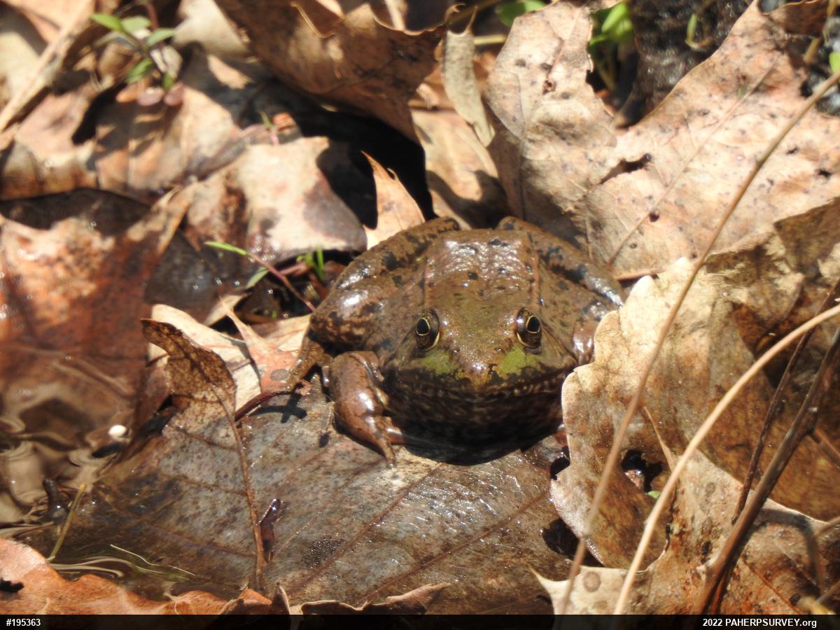 Green Frog