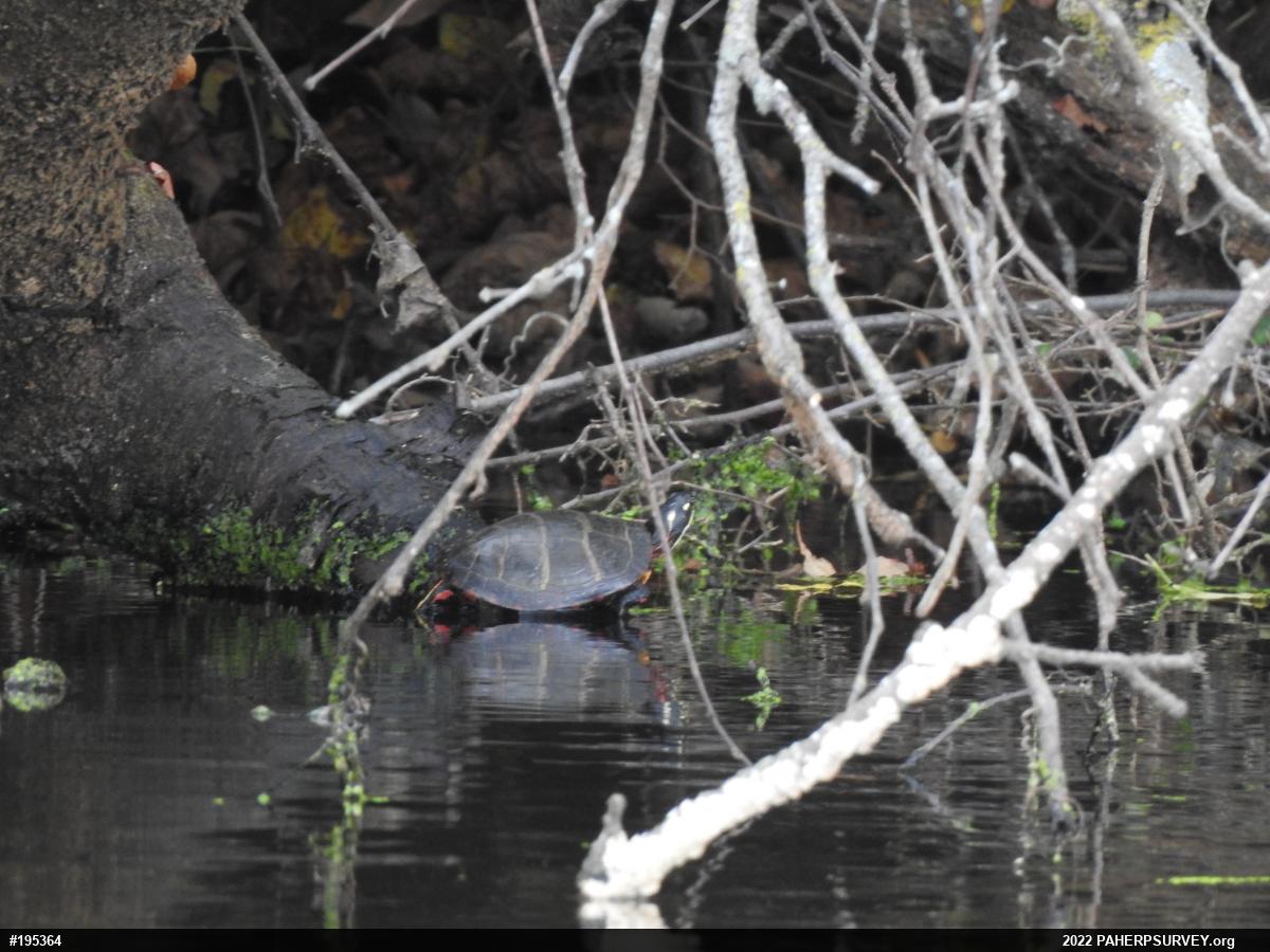 Eastern Painted Turtle
