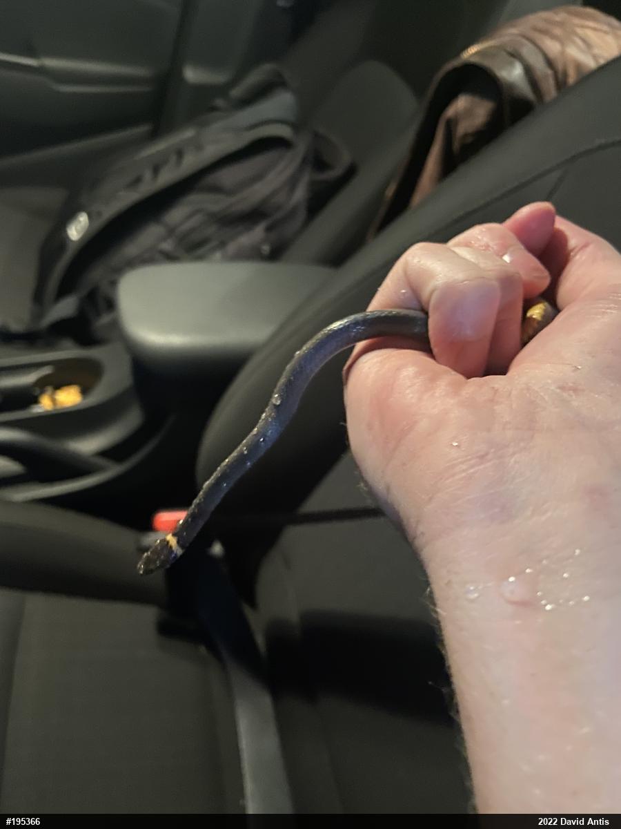 Northern Ring-necked Snake