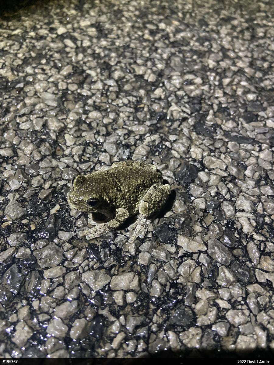 Unknown Gray Treefrog