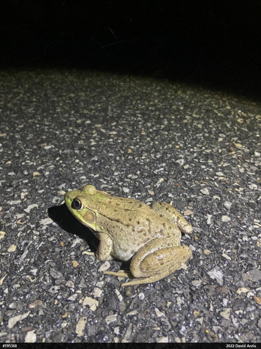 Green Frog