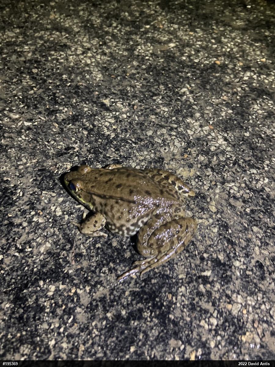 Green Frog