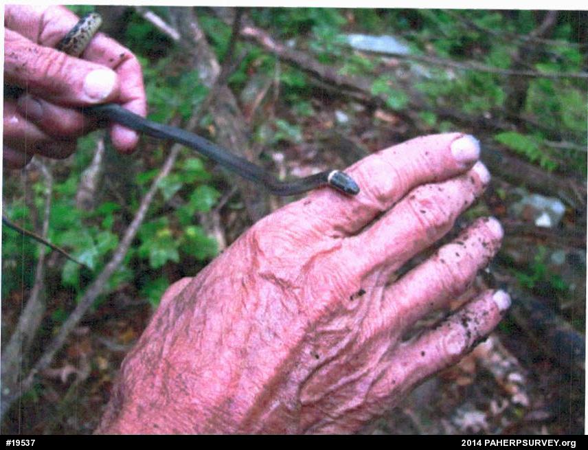 Northern Ring-necked Snake