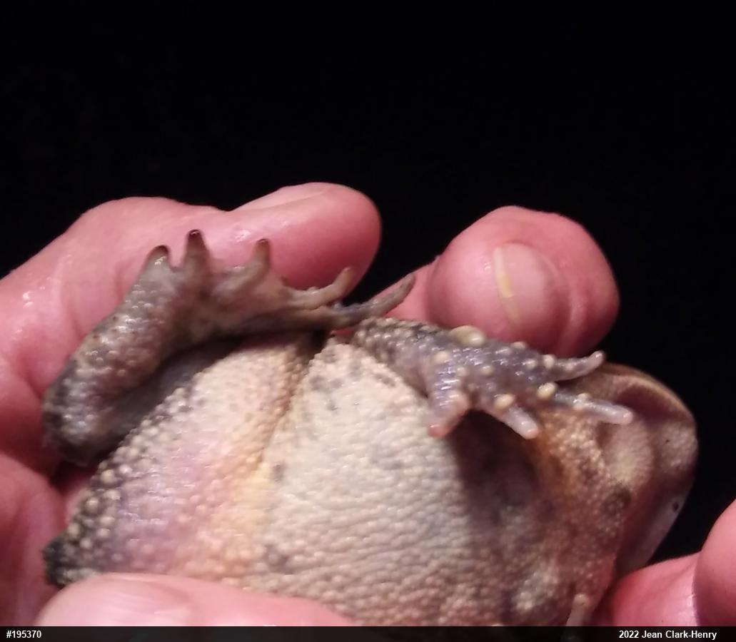Eastern American Toad