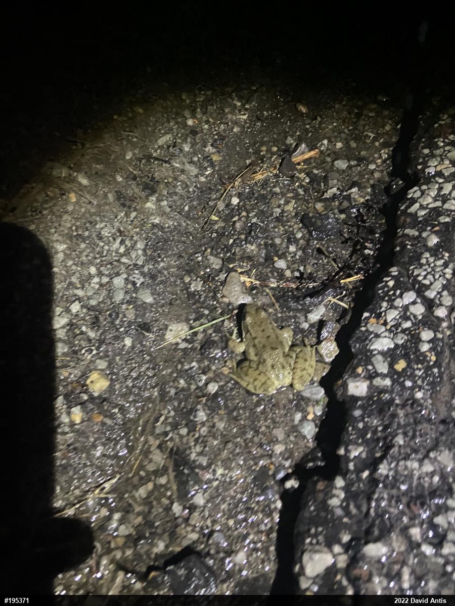 Green Frog