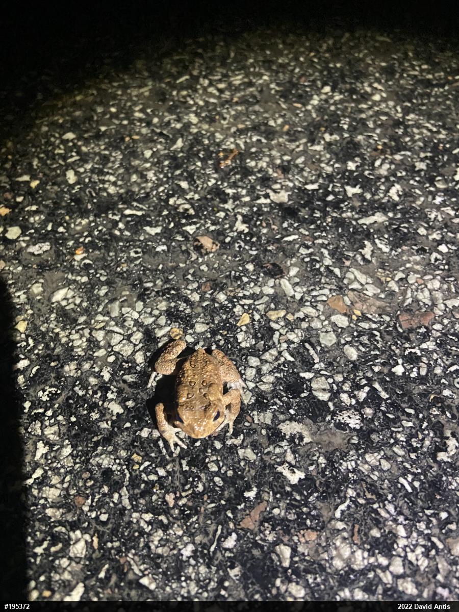 Eastern American Toad