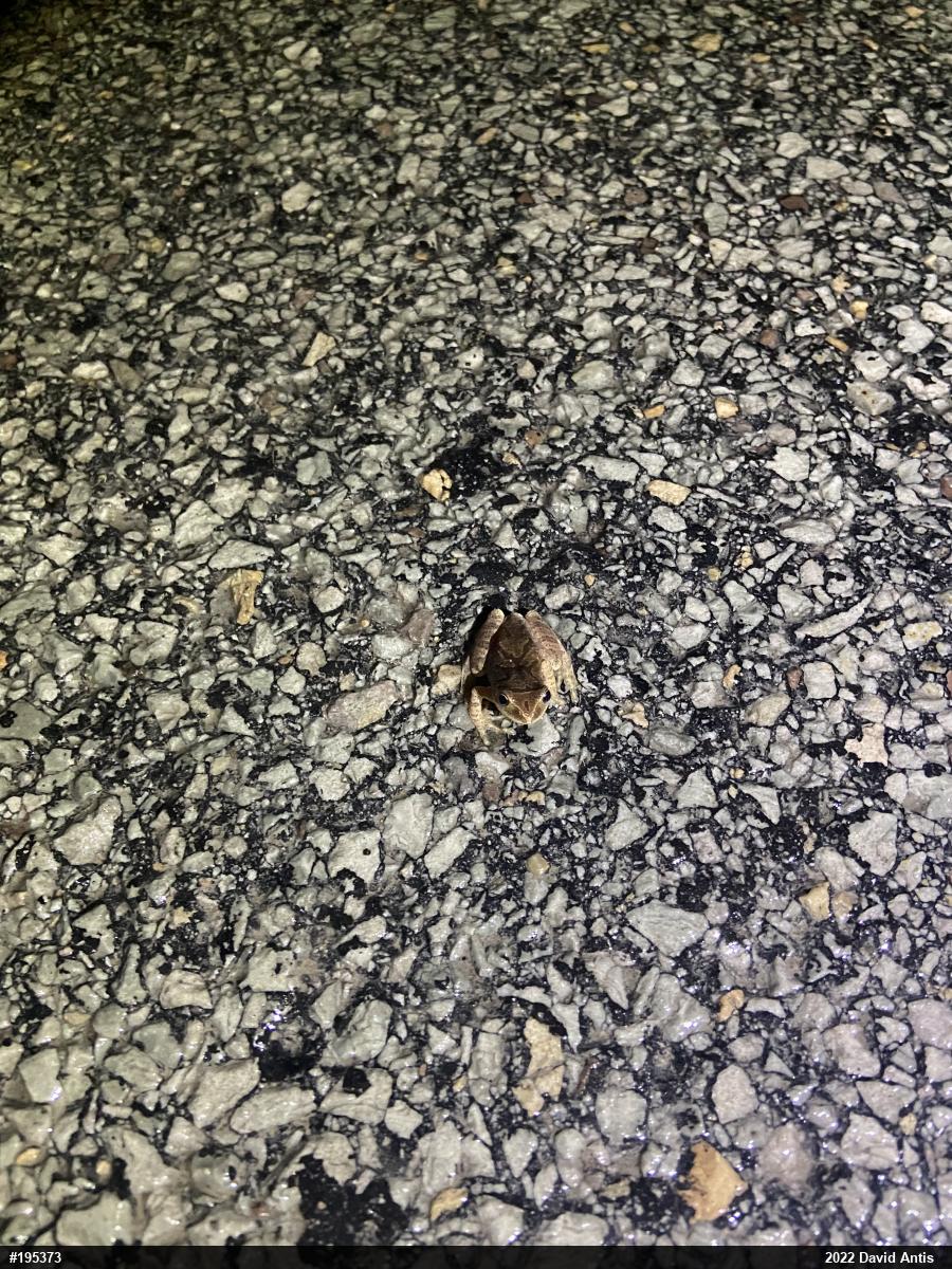 Spring Peeper
