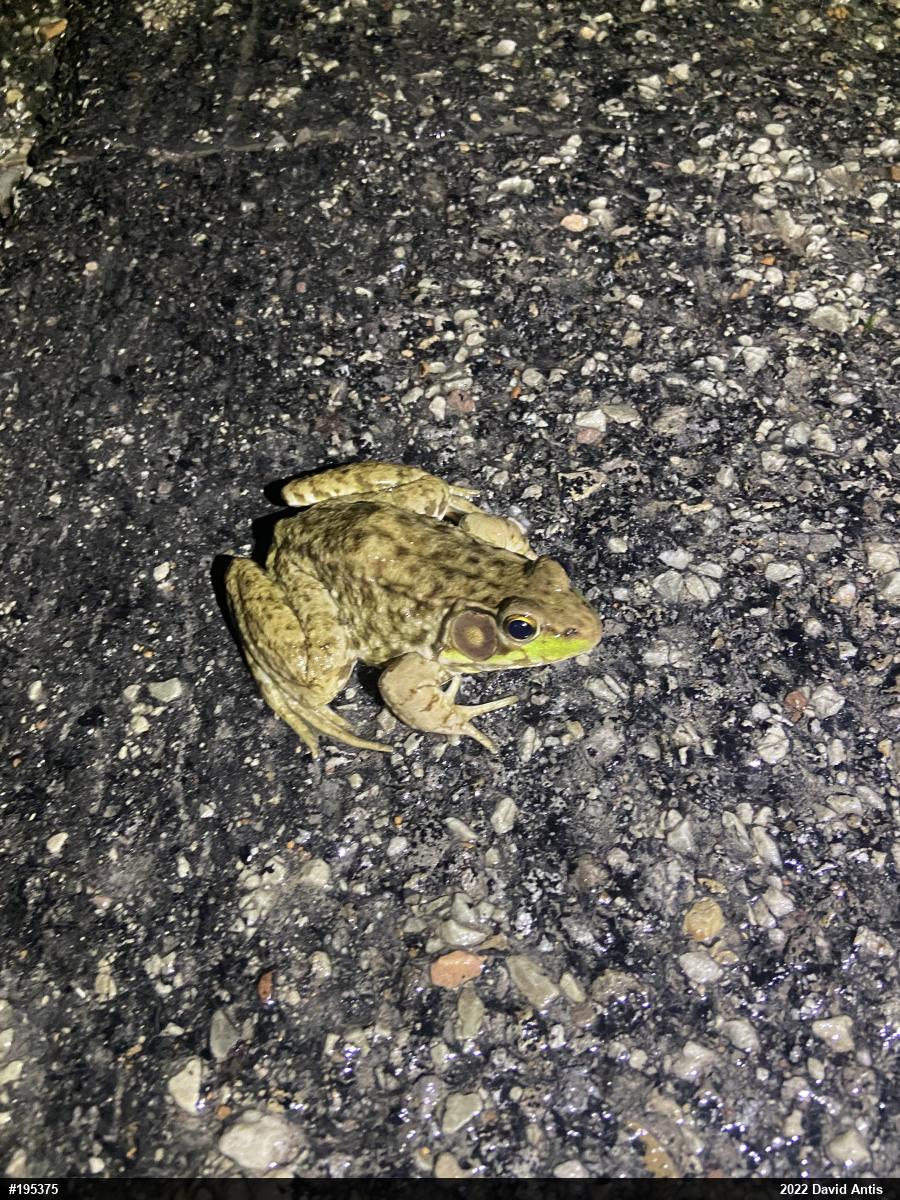 Green Frog