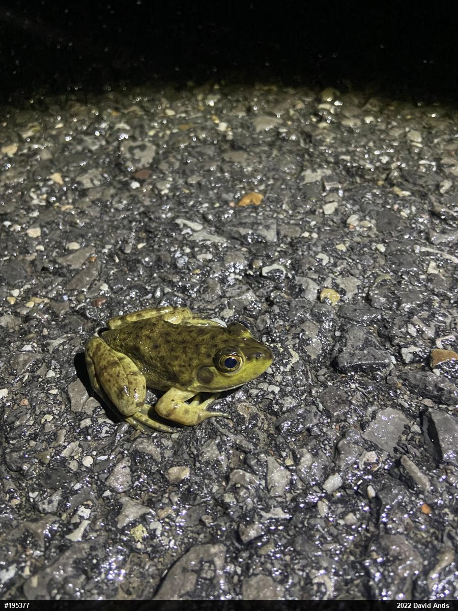 American Bullfrog