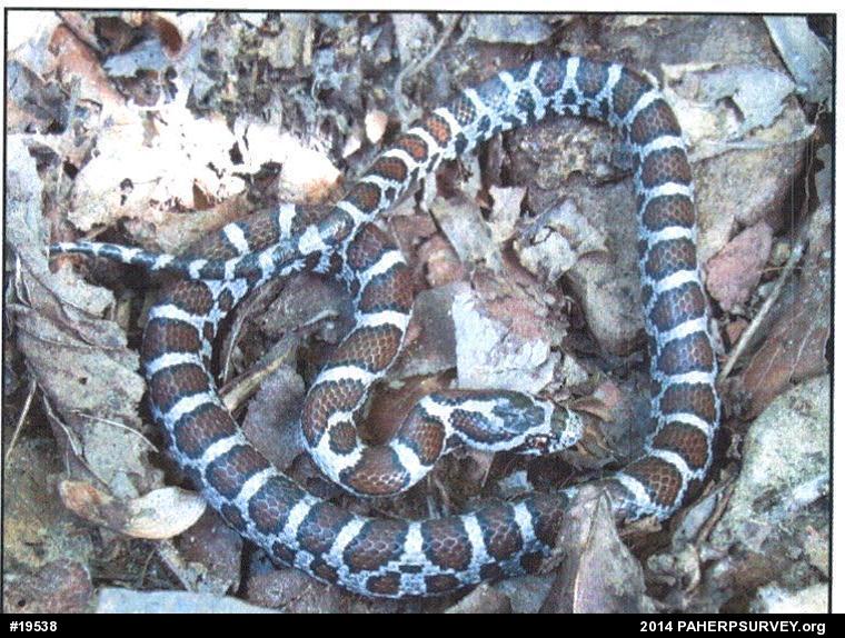 Eastern Milksnake