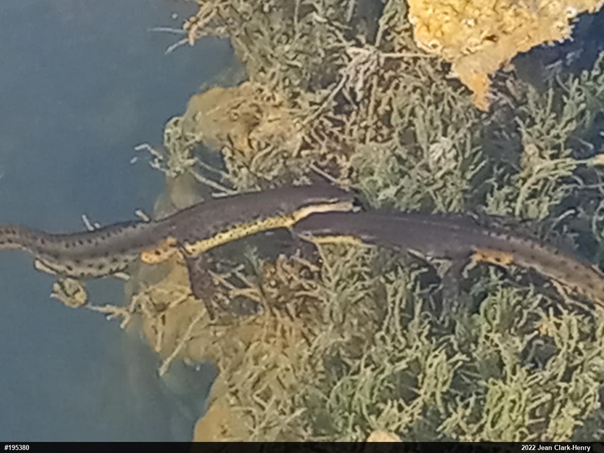 Red-spotted Newt
