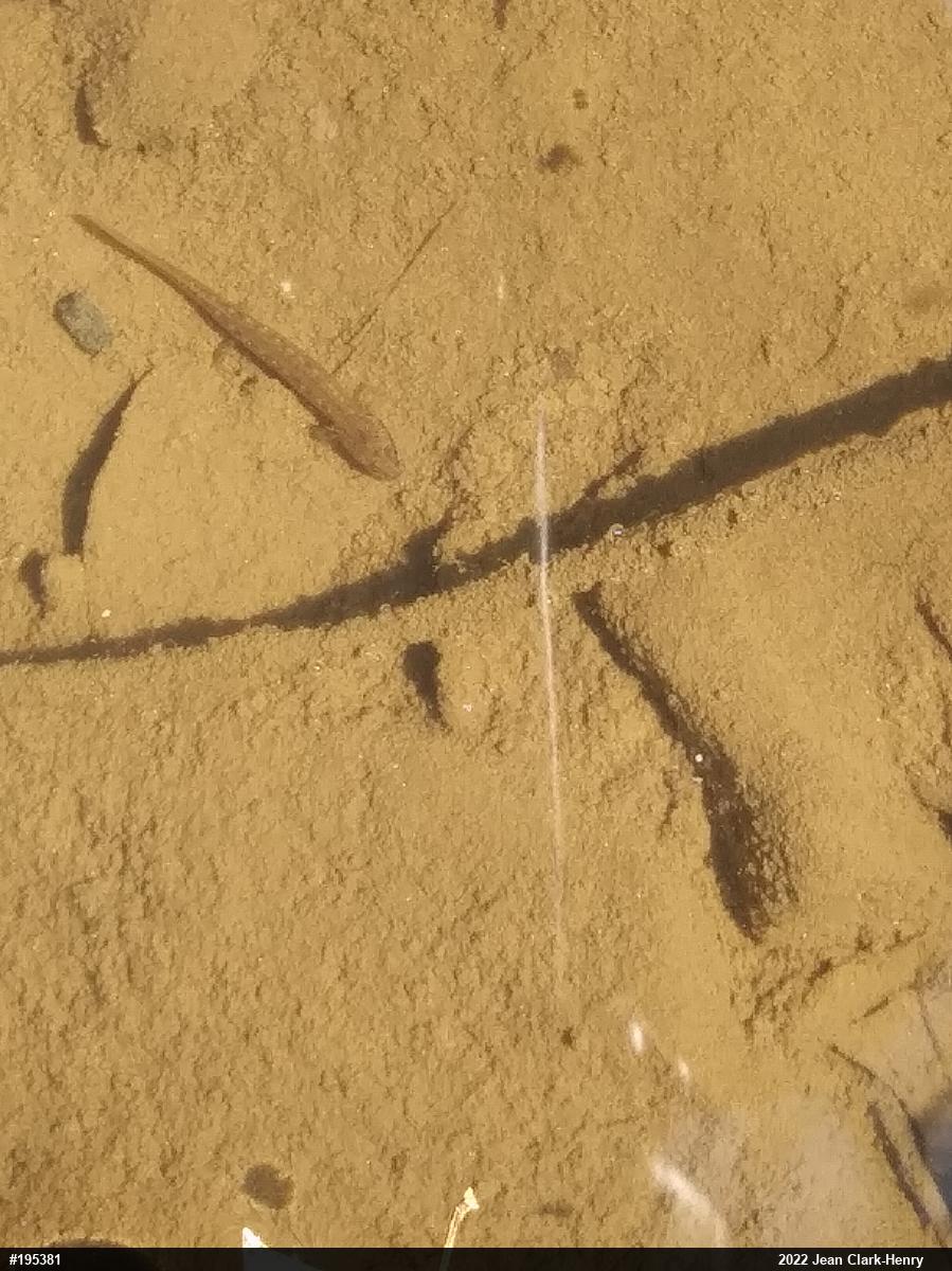 Northern Two-lined Salamander