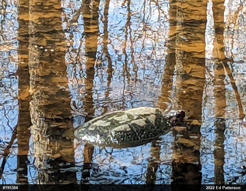 Snapping Turtle