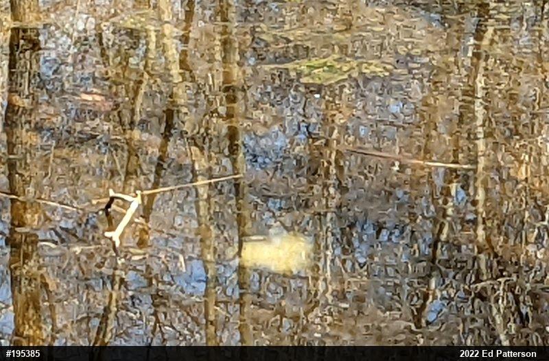 Spotted Salamander