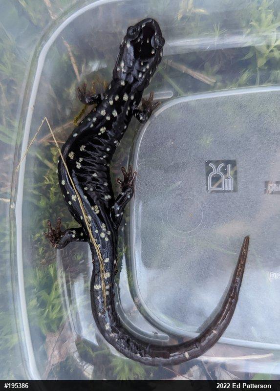Northern Slimy Salamander