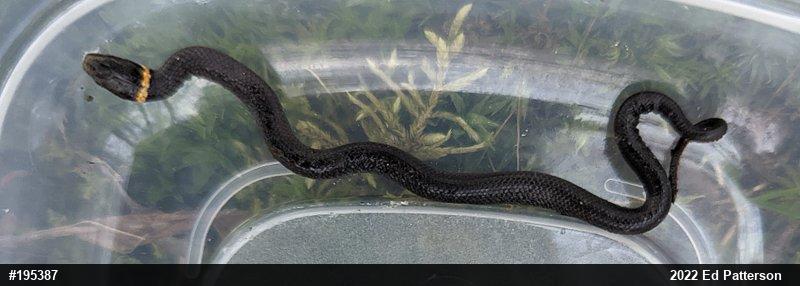 Northern Ring-necked Snake