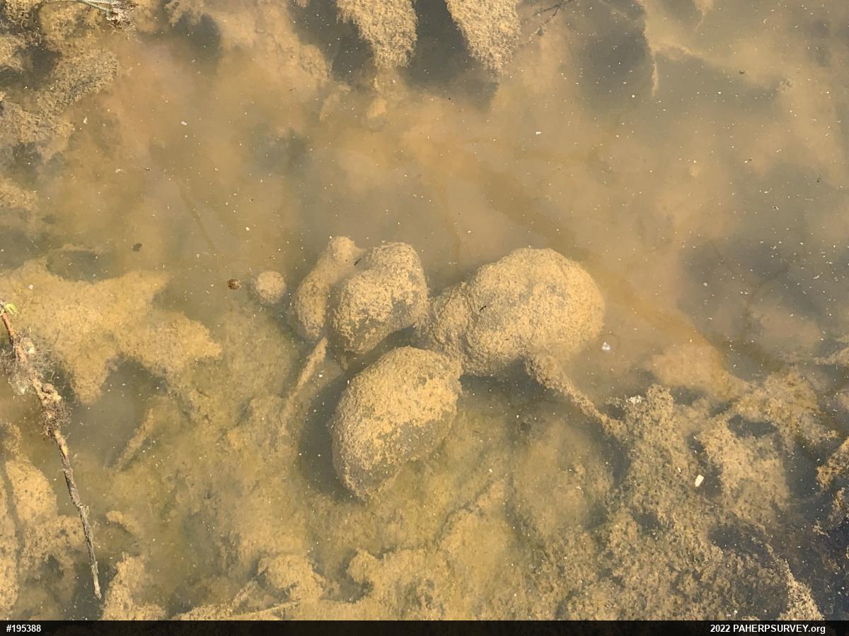Mole Salamanders