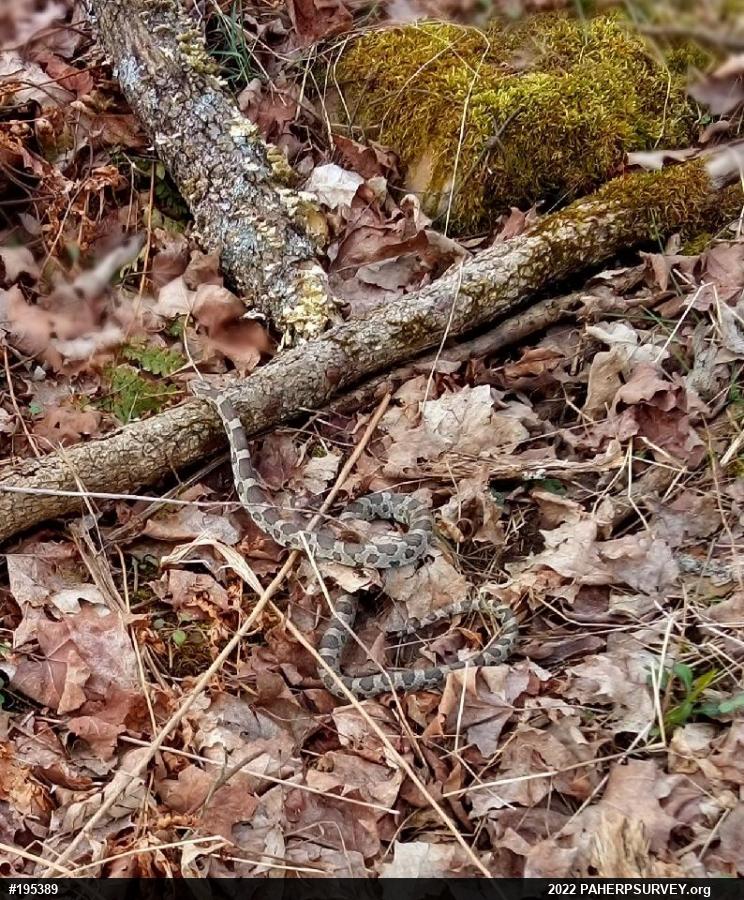 Eastern Milksnake