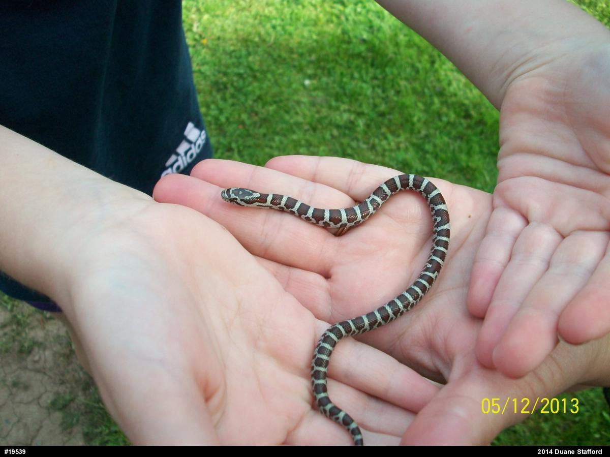 Eastern Milksnake