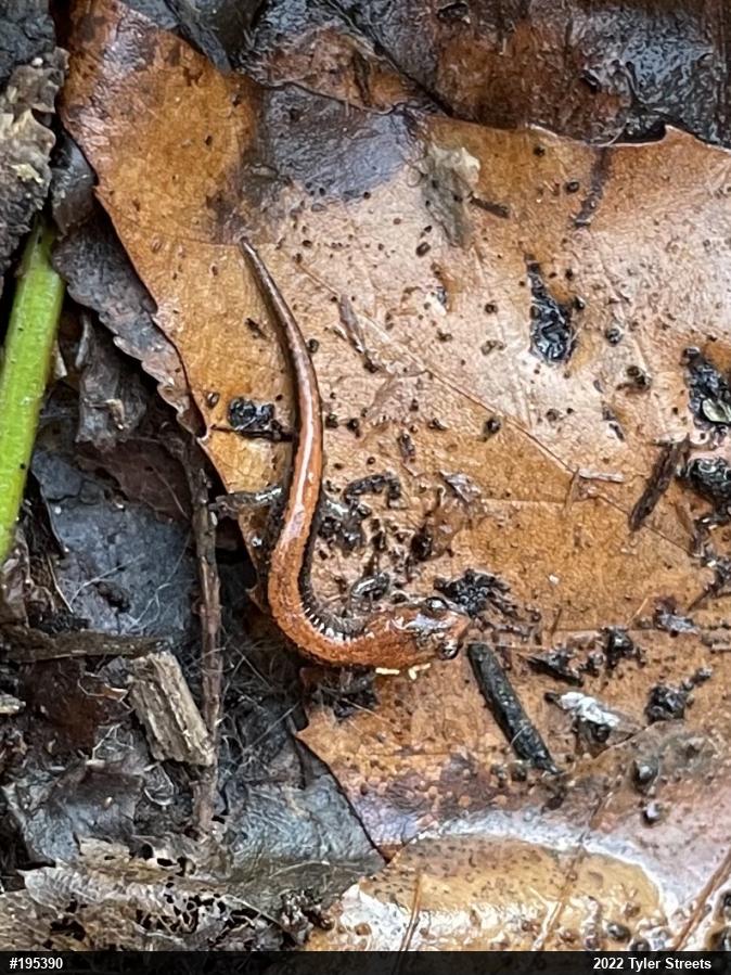 Eastern Red-backed  Salamander