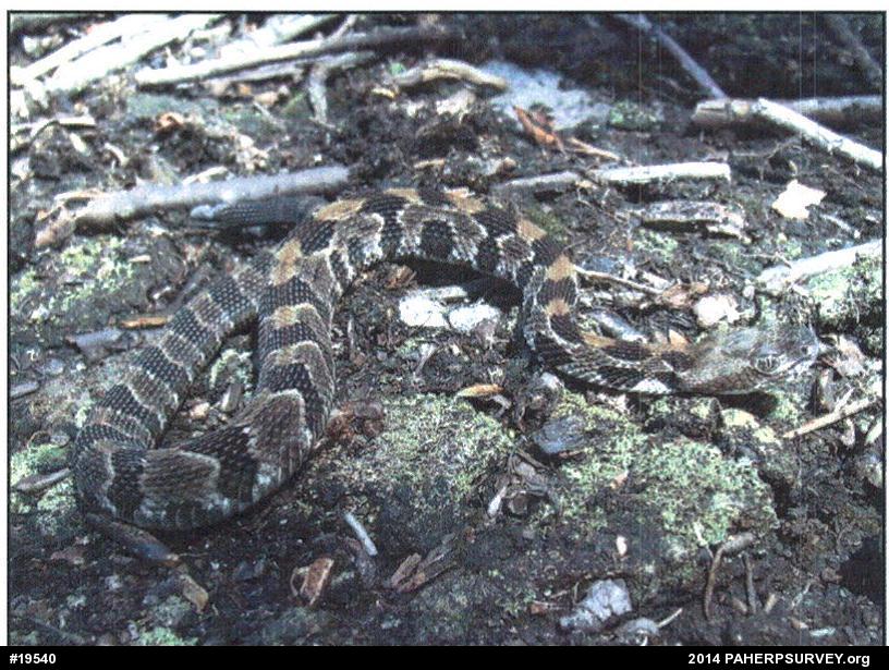 Timber Rattlesnake
