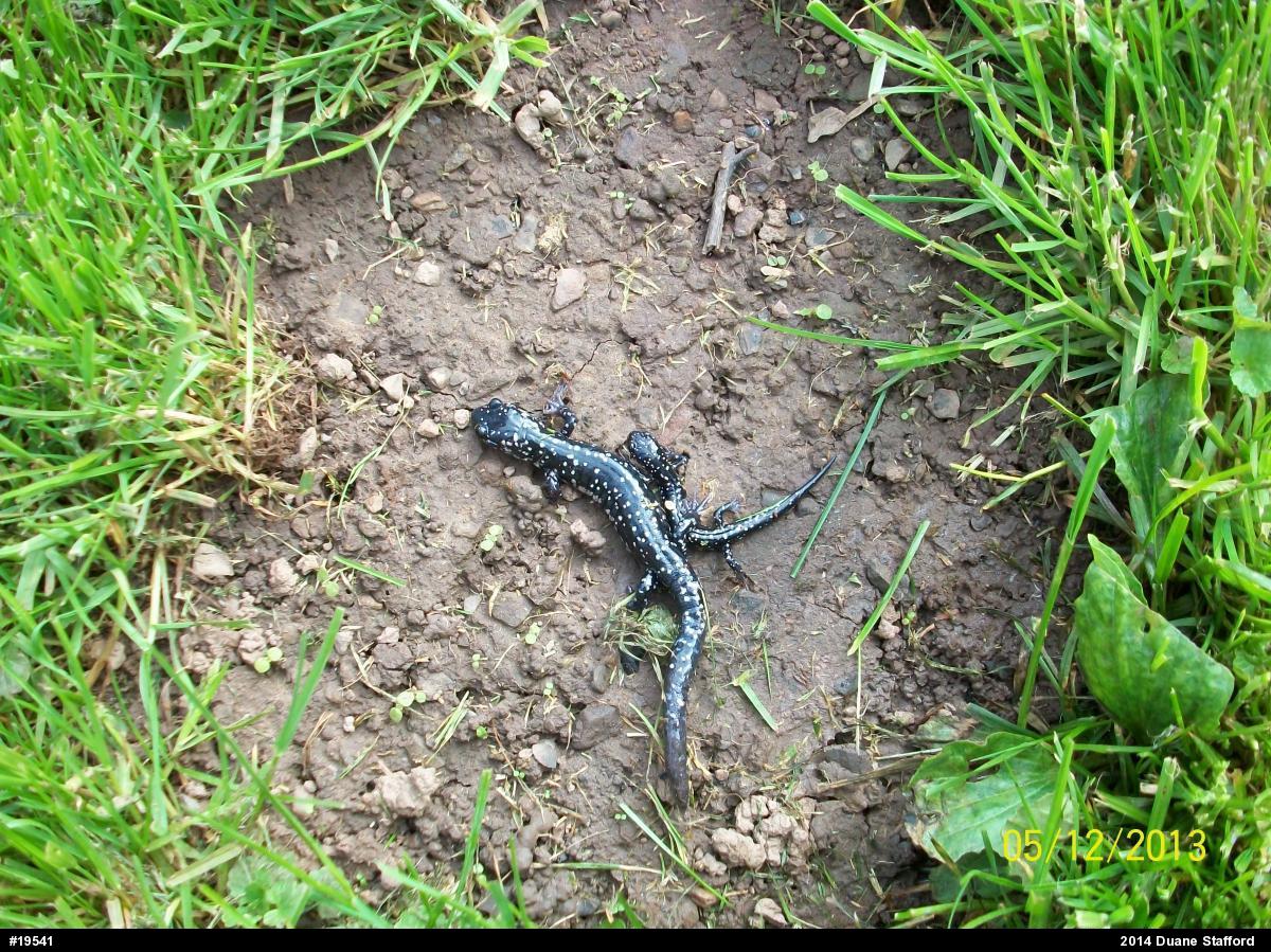 Northern Slimy Salamander