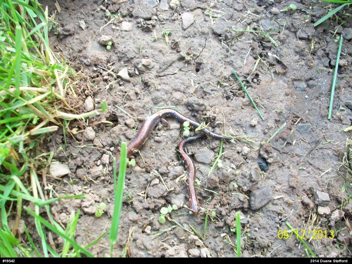 Eastern Red-backed  Salamander
